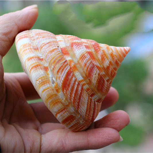 Natural Shell Conch Red Wengrong Snail Specimen Aquarium Fish Tank
