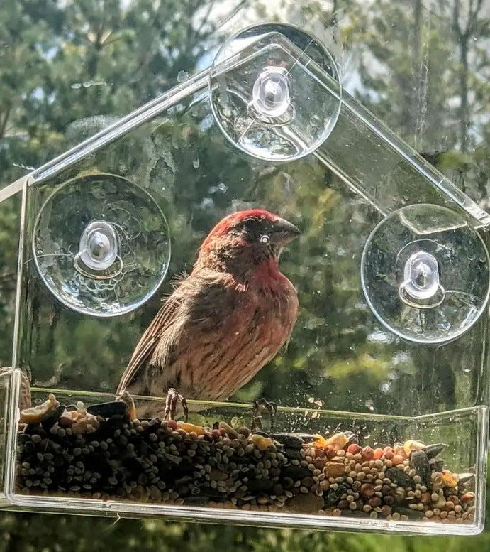 Acrylic Window Bird Feeder for Hummingbirds (Wholesale)