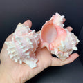 Natural Conch And Shell Aquarium Fish Tank Scenery Decoration Ornaments