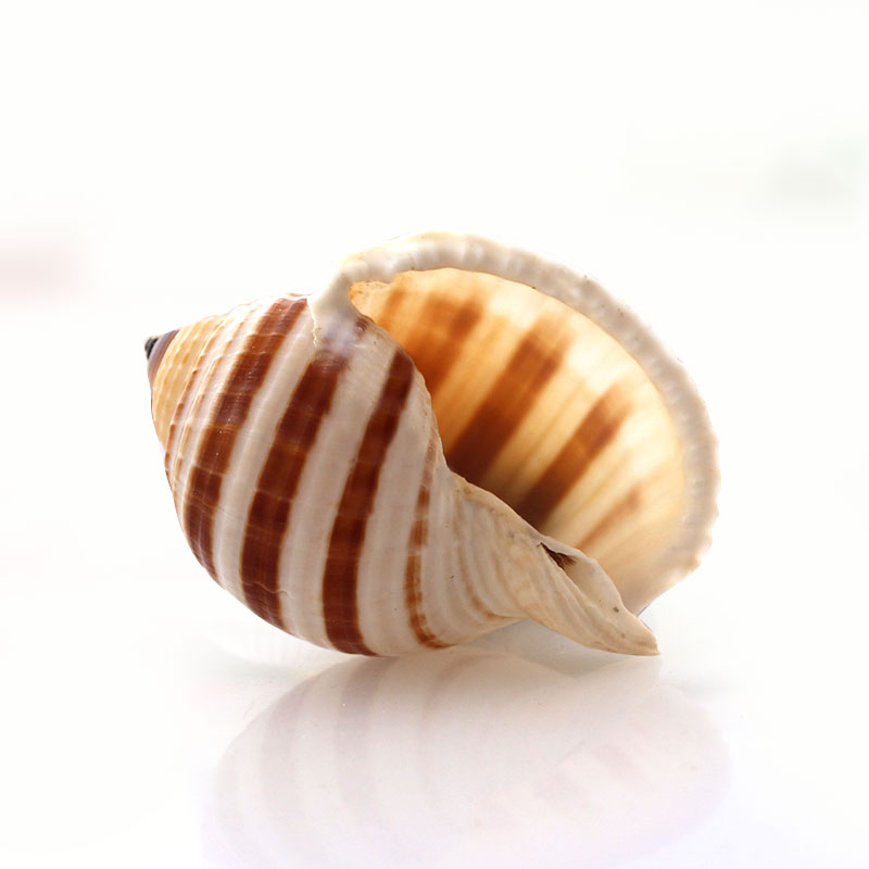 Aquarium Decoration Roll Shell Fish Breeding Shell
