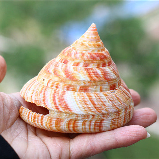 Natural Shell Conch Red Wengrong Snail Specimen Aquarium Fish Tank