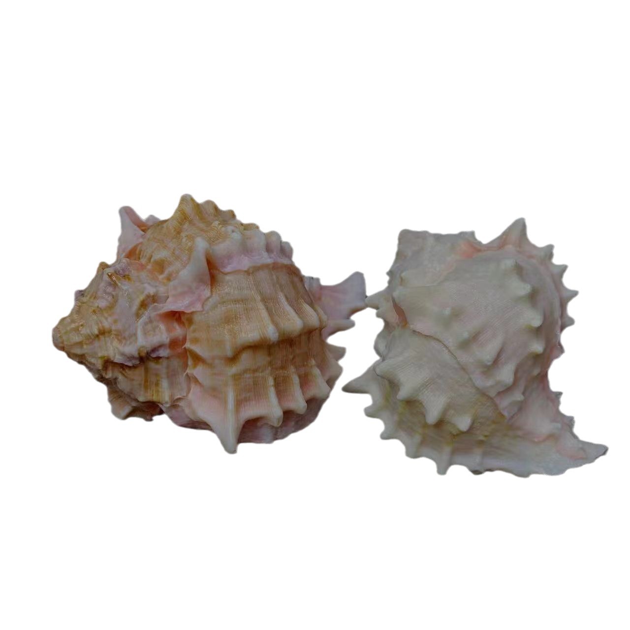 Natural Conch And Shell Aquarium Fish Tank Scenery Decoration Ornaments