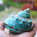 Natural Big Sea Conch Green Top Shell Fish Tank Aquarium Decoration Island Souvenir