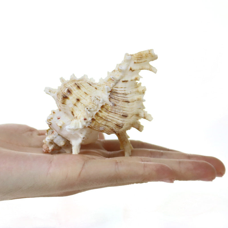 Natural Conch Shell Fish Tank Aquarium Landscaping Decoration Size Shell Underwater World Ornaments Shelter
