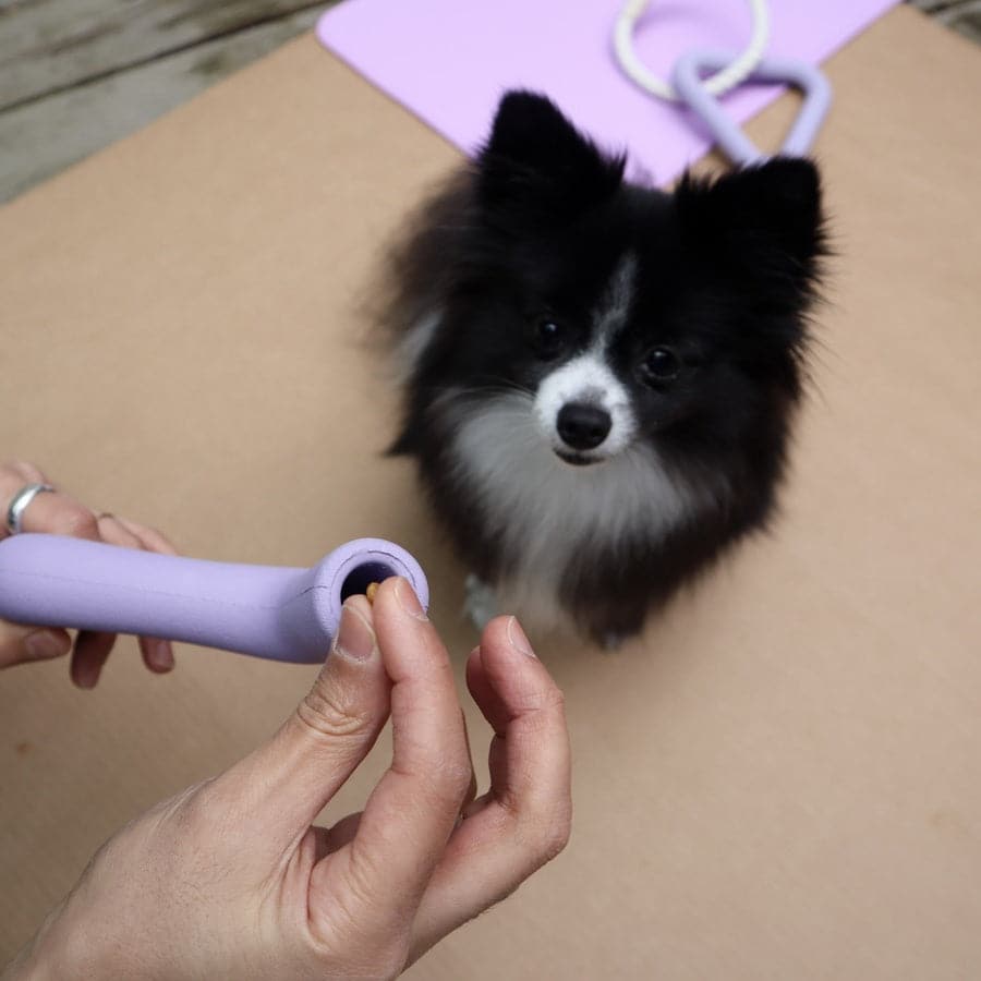 Pet Playtime Set